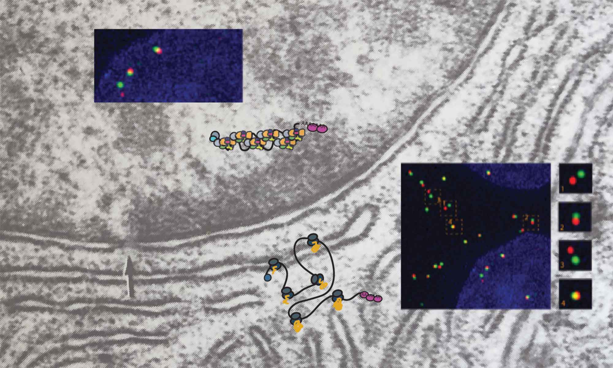 The Zenklusen Lab